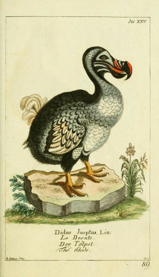 The Dodo By Daniel Sotzmann 1780 Vintage Nature Photo Print Canvas