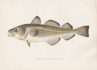 Antique Fish Print: The Common Or Atlantic Cod By Sherman F Denton 1907