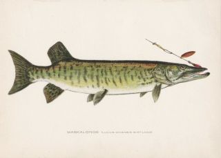Antique Fish Print: Muskie Or Muskellunge & Lure Not Denton; Rhead 1907