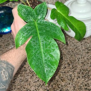 Philodendron Squamiferum ☆ Indoor Grown ☆ Rare Tropical Aroid ☆ Fuzzy Petoile