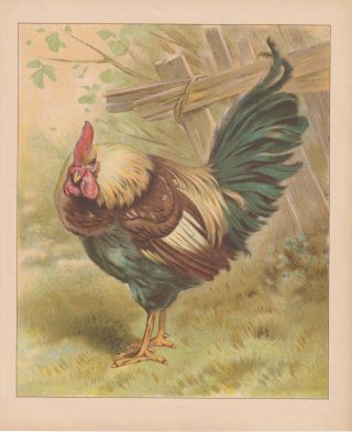 Rooster Bird Poultry Birds Chickens Antique Lithograph Art Print 1892