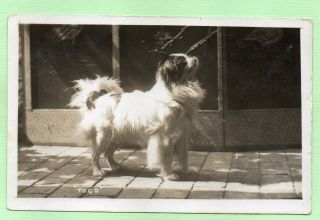 Japanese Chin Dog Named " Togo " Antique 1909 Photo Rppc Postcard