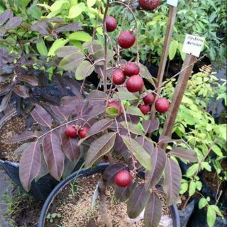 2 Plants Rare Red Longan / Ruby ​​longan Fruit Plants