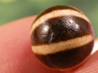 Ancient Pumtek Bead Six Stripe Rare 11.  2 Mm Bead Deep Expresso Color And White