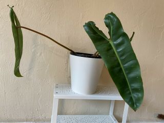 Philodendron Billietiae - Rare Aroid - Orange Stems - Not Monstera - Plant