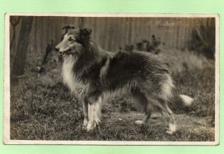 Rough Collie Named Prize Dog Shy Prince Antique Photo Postcard