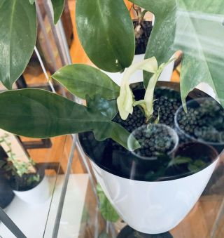 Rare Philodendron Florida Ghost,  Exact Plant W White Leaf Emerging,