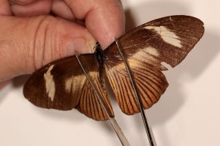Papilionidae Papilio Cynorta Pair Rare Female From Uganda