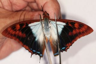 Butterflie Charaxes Lactetinctus Very Rare From Cameroon