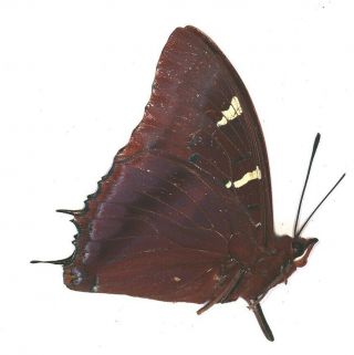 Butterflie Charaxes lactetinctus VERY RARE from Cameroon 2