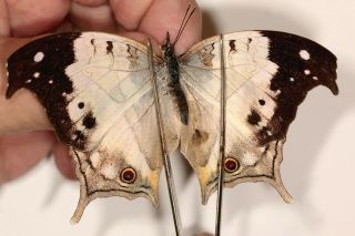 Butterflie Nymphalidae Salamis Anacardi Duprei Pair Rare Female From Madagascar
