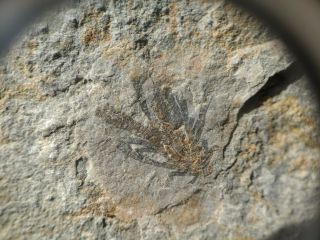 Rare Yuknessia Soft Tissue Burgess Shale Type Fossil,  Marjum Formation,  Utah