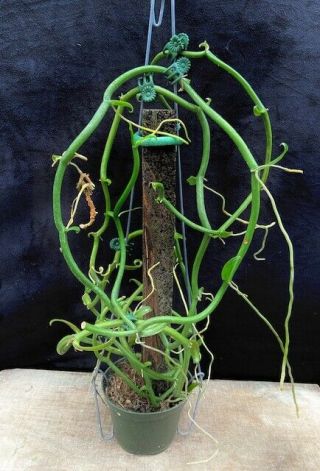 Rare Orchids - Vanilla Claviculata - Established - 2 Plants In 1