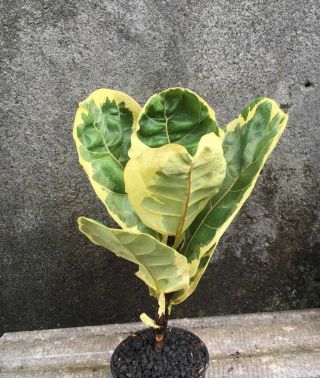 Rare Ficus Lyrata Variegata / With Phytosanitary / Dhl Express
