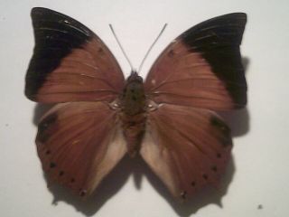 Real Insect/butterfly/moth Set/spread B6535 Rare Charaxes Latona Guinea