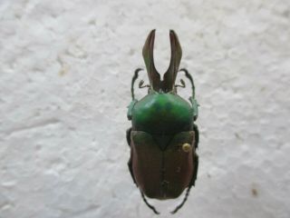 Entomologie Cetoniidae Nariycius Opalus Mâle 36mm Rare Inde
