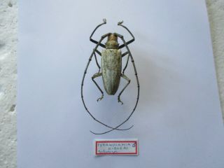 Entomologie Cerambycidae Batocera Kibleri Mâle 61mm Rare Bougainville
