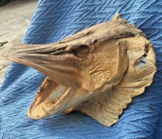 Vintage Taxidermy Real Pike Fish Head Sharp Teeth 2