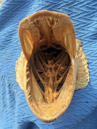 Vintage Taxidermy Real Pike Fish Head Sharp Teeth 3