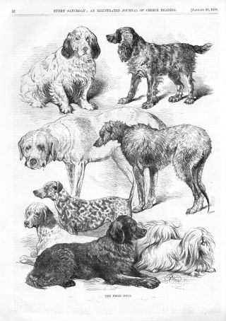 The Prize Dogs - By Harrison Weir - 1870 Antique Print