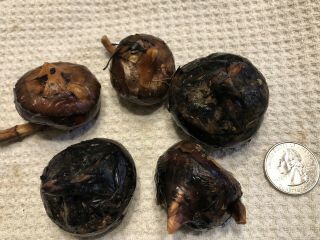 Chinese Water Chestnuts 2 Bulbs Corms (eleocharis Dulcis),  Edible,  Rare