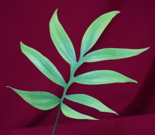 Monstera Subpinnata Rare Aroid Plant Philodendron Anthurium