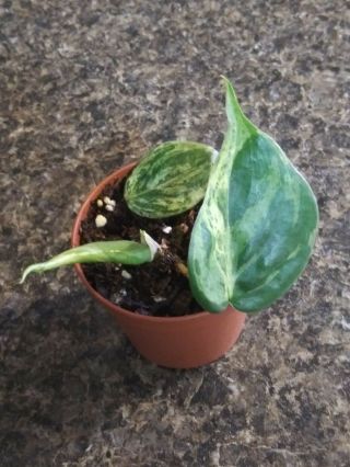 Very Rare Variegated Heartleaf Philodendron Rooted 3 Leaf Cutting