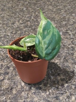 Very Rare Variegated Heartleaf Philodendron rooted 3 leaf cutting 2