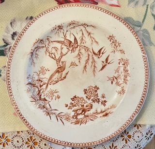 Antique Madras J.  D & Co.  9/1880 Brown And White Bird Plate 8 " Staffordshire