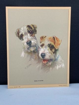 Vintage Sealyhams Dog Print By M.  Gear 1940’s