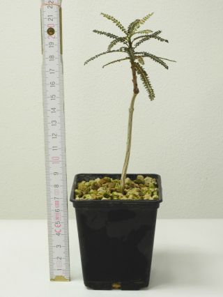 Boswellia socotrana Blue Form - Socotra - Seedling - Caudex - Rare - Succulent 2