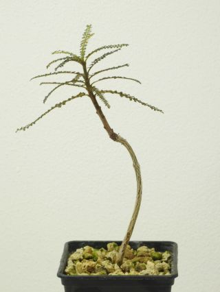 Boswellia socotrana Blue Form - Socotra - Seedling - Caudex - Rare - Succulent 3
