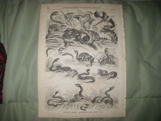 Antique 1855 Snake Tribe Reptile Animal Natural History Print Cobra Bobcat Nr