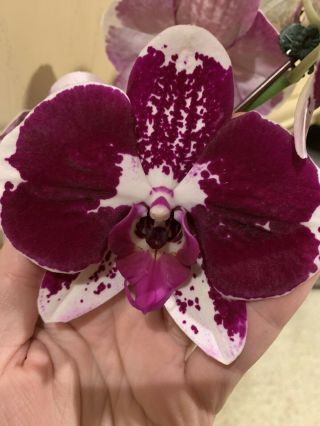 Phalaenopsis Orchid Very Rare And Unique (no Tag) Hard To Find Species