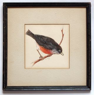 Charming Vintage 1940s Red - Breasted Robin Bird Watercolor Painting Signed Neil
