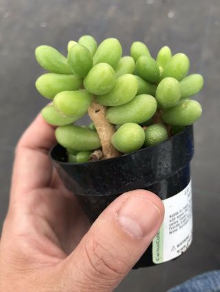 Live Rooted - Sedum Hernandezii Succulent Plant Lime Green Rare Easy Low Water