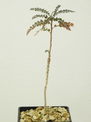 Boswellia Socotrana Silver Form - Socotra - Seedling - Caudex - Rare - Succulent