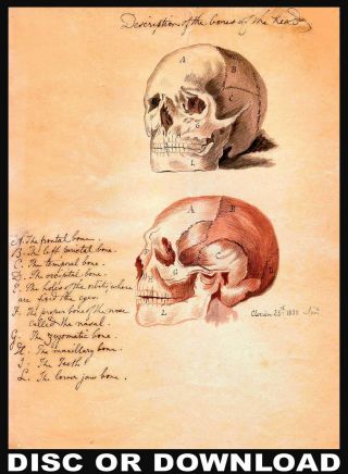 Make & Sell Antique Anatomy Prints – Restored Images Set By Timecamera