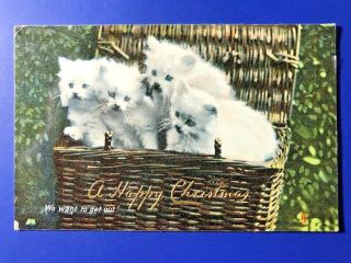 1906 Christmas Kittens,  Tuck " Kittendom " Antique Postcard.  Collector Item.