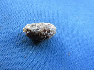 Vintage Tiny Rare Fossilized Fossil Pine Cone With Seeds And Seed Holes