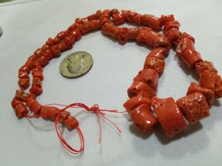 Huge 20 " Strand Mediterranean Sea Coral From Italy.  Authentic Not Died Rare Find
