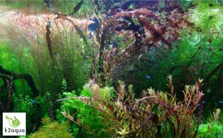 Rare & Ordinary Live Aquarium Plants / Stem Plants / Midground / Background