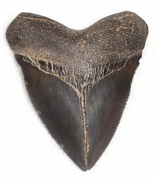 Rare Sharply Serrated 2 1/16 " Fossil Megalodon Shark Tooth - Juvenile Meg