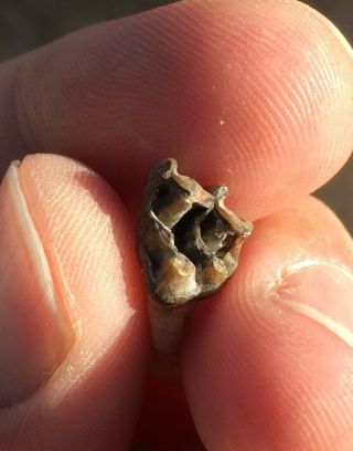 Mega Rare Fossil 3 - Toed Horse Upper Tooth Archaeohippus Mannulus Florida