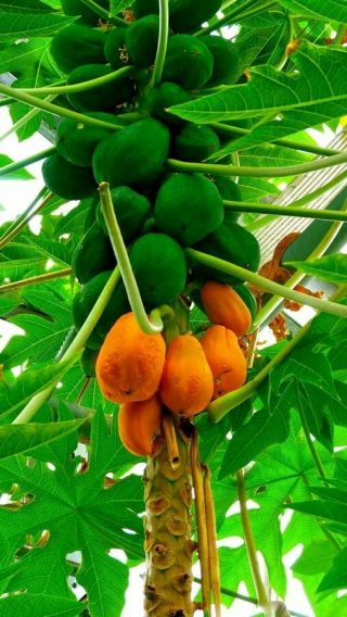 100 Papaya Fruit Seeds Rare Kind Tropical Edible Bonsai Plants In Garden Organic