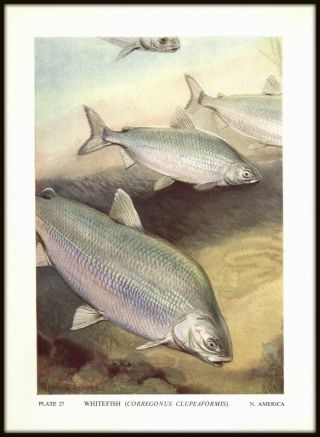 Vintage Color Fish Print From 1949: " Whitefish " - A.  Fraser - Brunner Illustrator