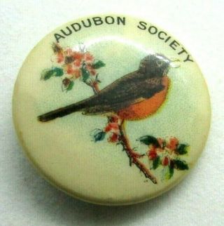 Antique C 1920 Celluloid Pinback Button Audubon Society American Robin Bastian