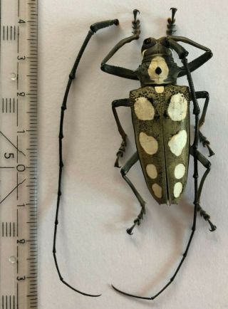 Cerambycidae,  Batocera Saundersi,  W.  - Malaysia,  Very Rare Male,  42 Mm