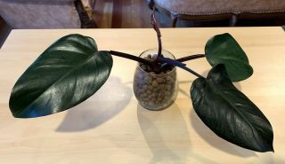 Rare Philodendron Dark Lord Rooted Aroids Tropical Indoor Plant