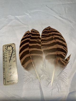 8/0 Plus Florican Bustard Feathers Salmon Fly Tying Flies Rare